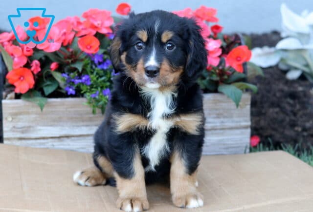 Becca Mini Bernese2 image