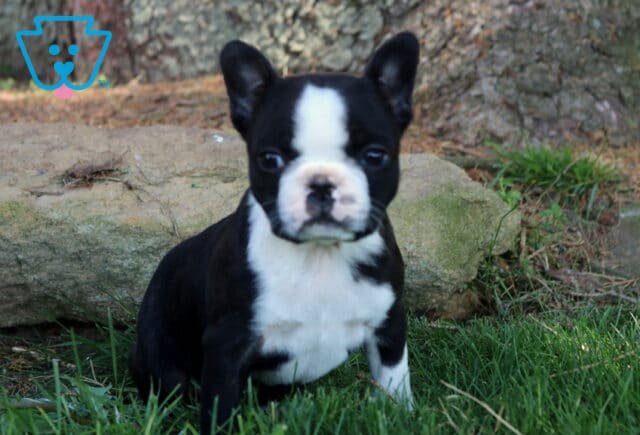 Black and white Boston Terrier puppy sitting on green grass in front of a stone backdrop, featuring a wide white facial stripe and a sweet, focused expression. image