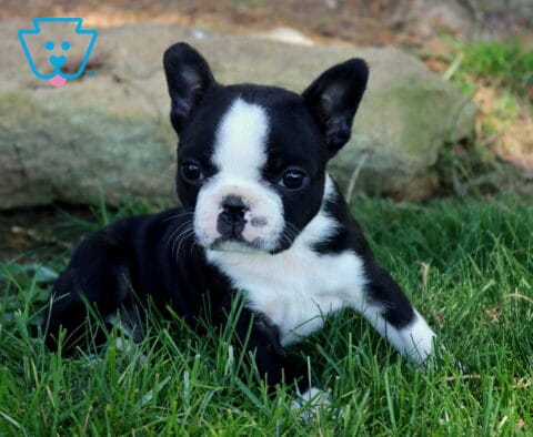 Black and white Boston Terrier puppy lounging in green grass with a narrow white blaze and spotted muzzle, looking slightly to the side with a relaxed, curious expression.