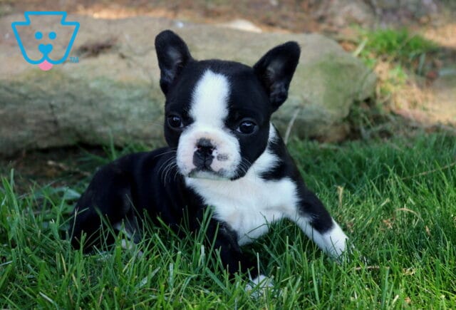Black and white Boston Terrier puppy lounging in green grass with a narrow white blaze and spotted muzzle, looking slightly to the side with a relaxed, curious expression. image