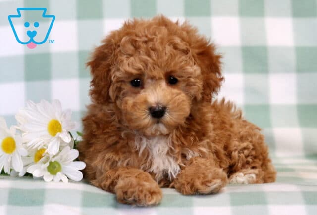 Bell Bichpoo image