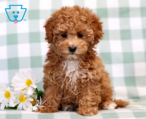 Bell Bichpoo2