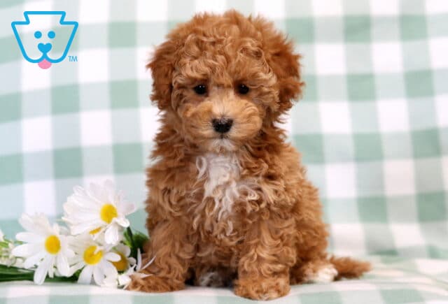 Bell Bichpoo2 image