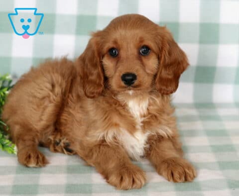 Bell Cavapoo
