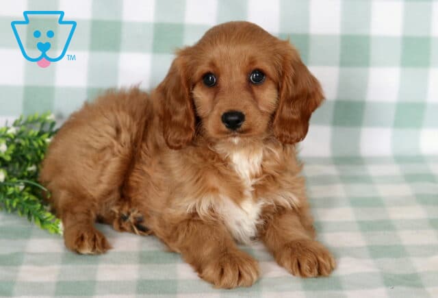 Bell Cavapoo image