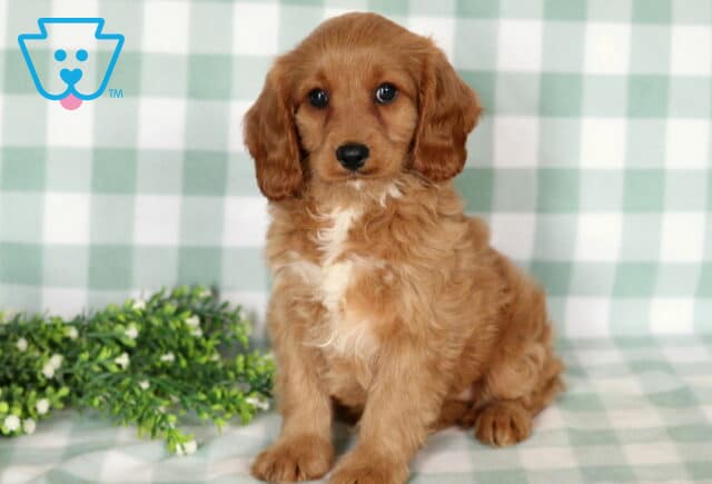 Bell Cavapoo2 image