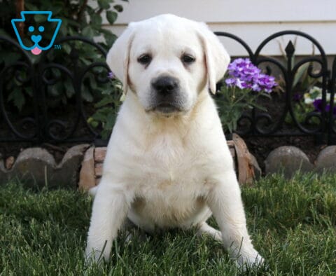 Bella Eng Cream Lab