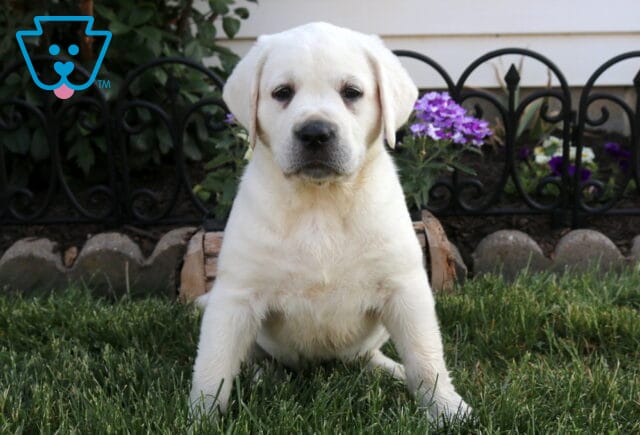 Bella Eng Cream Lab image