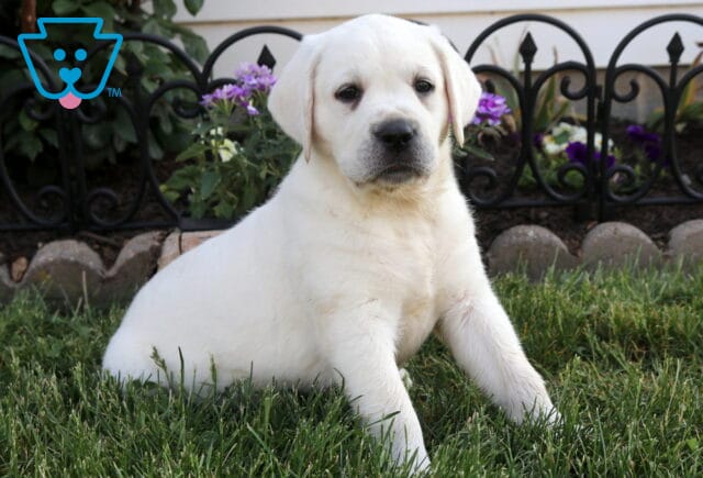 Bella Eng Cream Lab2 image