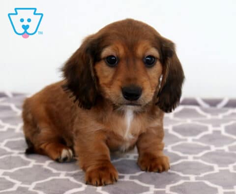 Bella MIni Dachshund