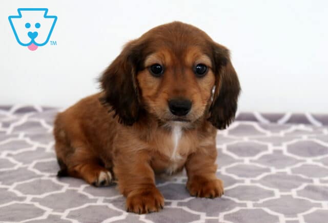Bella MIni Dachshund image