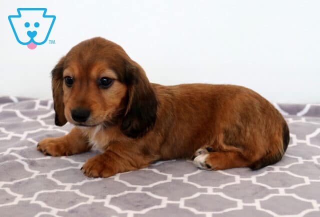 Bella MIni Dachshund2 image
