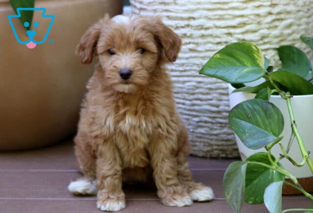 Bella Mini Goldendoodle image