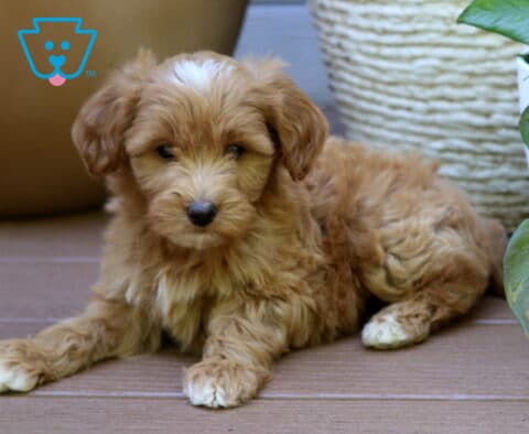 Bella Mini Goldendoodle2