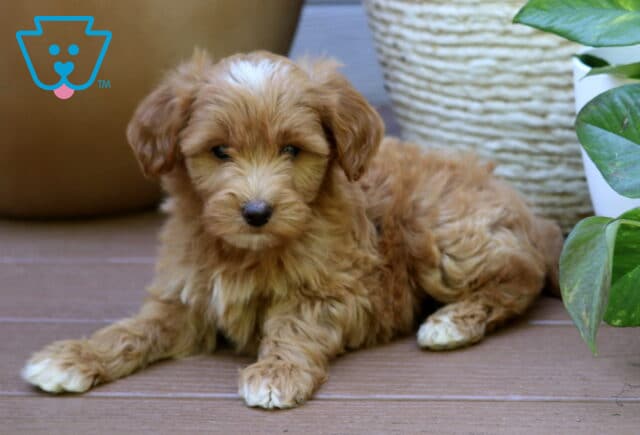 Bella Mini Goldendoodle2 image