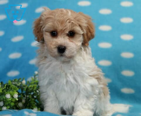Benji Havapoo2