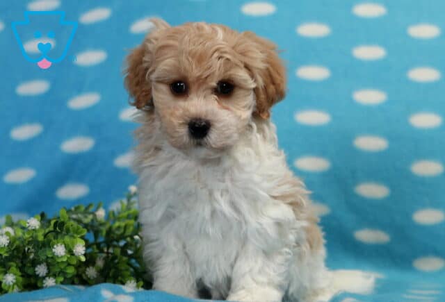 Benji Havapoo2 image
