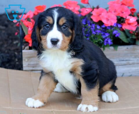 Benji Mini Bernese