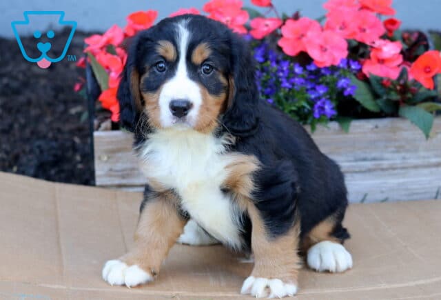 Benji Mini Bernese image