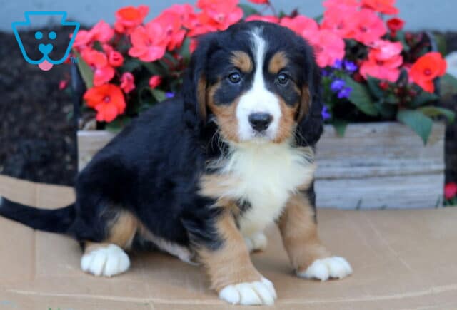 Benji Mini Bernese2 image
