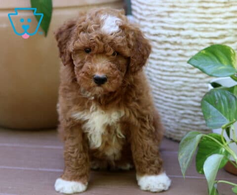 Benji Mini Goldendoodle
