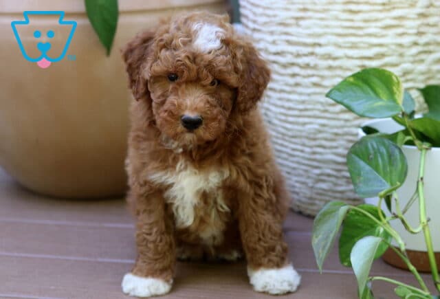 Benji Mini Goldendoodle image