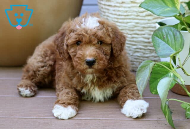 Benji Mini Goldendoodle2 image
