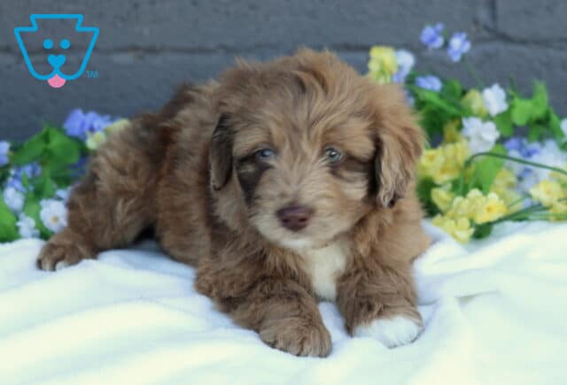 Benny Mini Aussiedoodle image