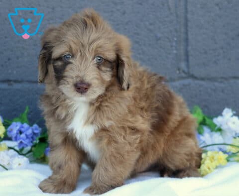 Benny Mini Aussiedoodle2