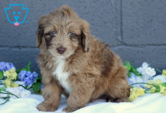Benny Mini Aussiedoodle2 image