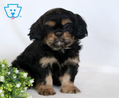 Benson Cava Tzu