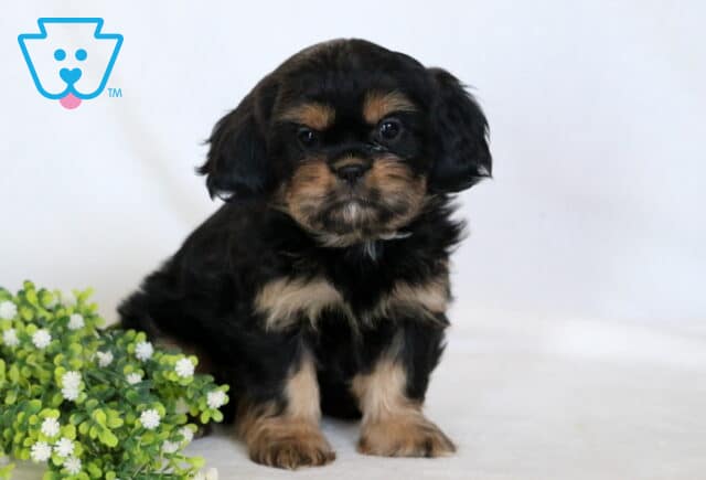 Benson Cava Tzu image