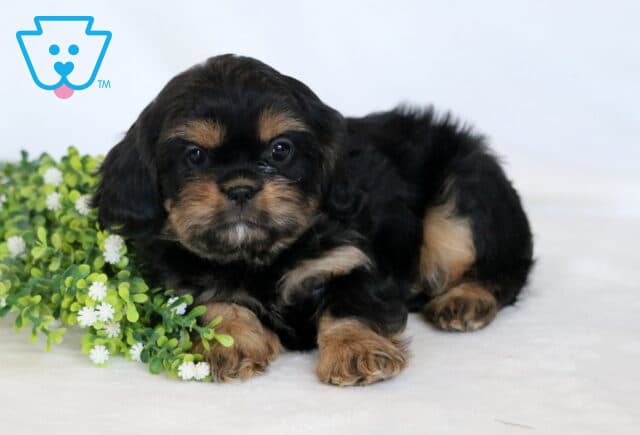Benson Cava Tzu2 image