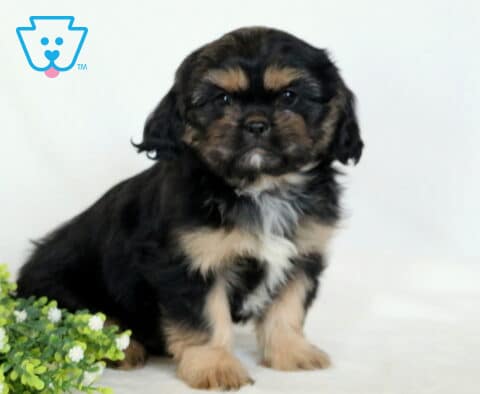 Bentley Cava Tzu