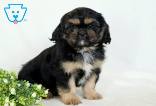 Bentley Cava Tzu image