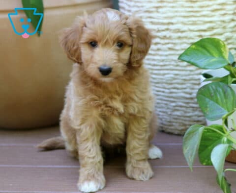 Bentley MIni Goldendoodle