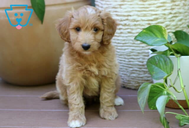 Bentley MIni Goldendoodle image