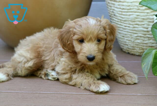 Bentley MIni Goldendoodle2 image