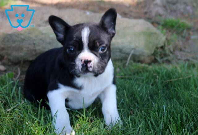 Boston Terrier puppy with a black and white coat sitting in green grass, featuring a white facial blaze and bright, curious eyes outdoors. image