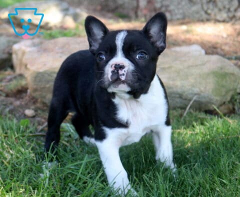 Black and white Boston Terrier puppy standing in fresh green grass with a centered white blaze, perked ears, and an alert, playful expression outdoors.