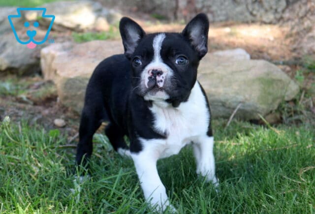 Black and white Boston Terrier puppy standing in fresh green grass with a centered white blaze, perked ears, and an alert, playful expression outdoors. image