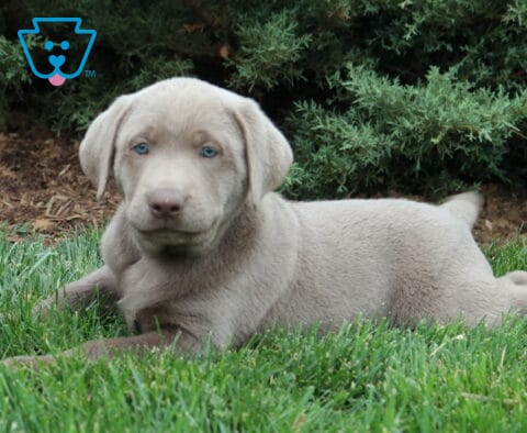 Billy Lab