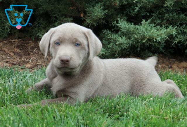 Billy Lab image