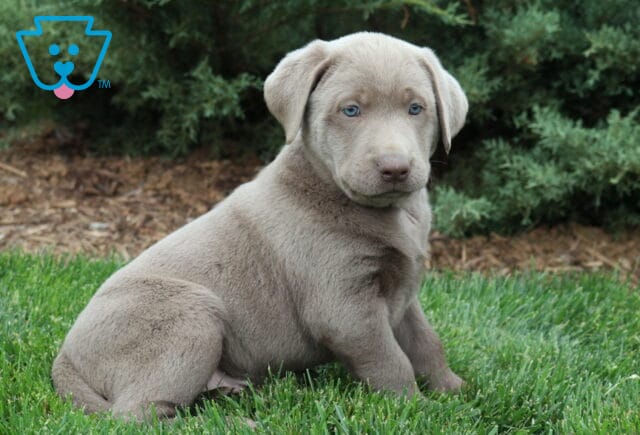 Billy Lab2 image