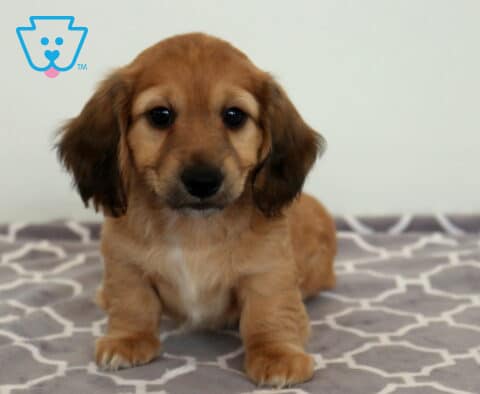 Bingo Mini Dachshund