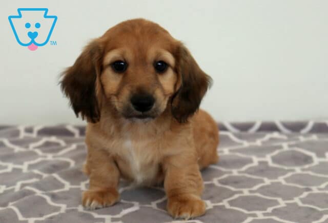 Bingo Mini Dachshund image