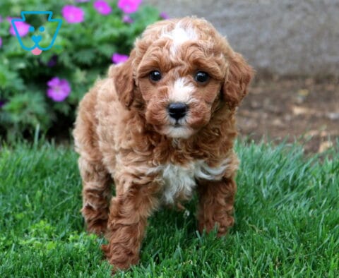 Bingo Mini Goldendoodle