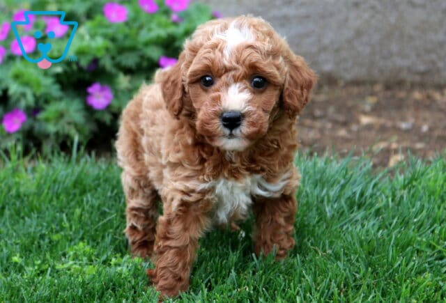 Bingo Mini Goldendoodle image