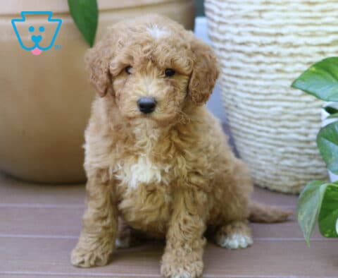 Bingo Mini Goldendoodle