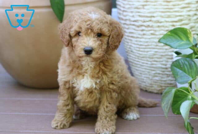 Bingo Mini Goldendoodle image